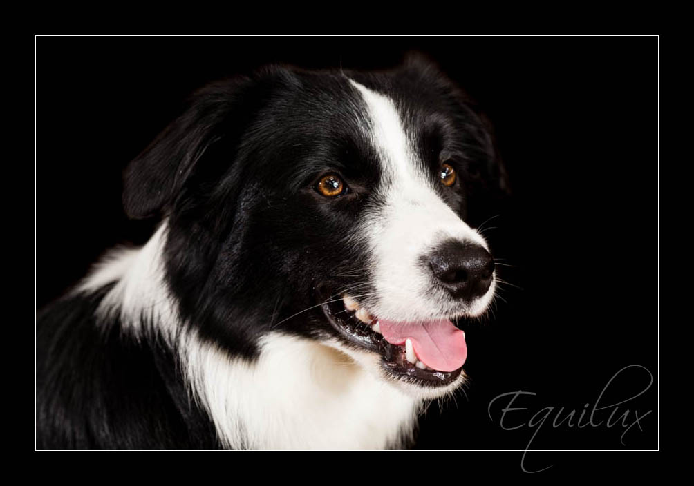 10 Mahiba & Hunde_3907