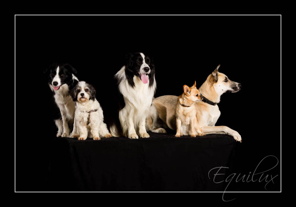 10 Mahiba & Hunde_3949