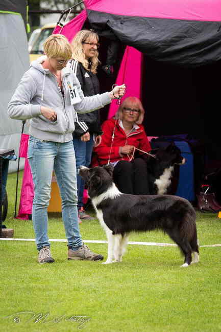 Believe Magdeburg Stand HP