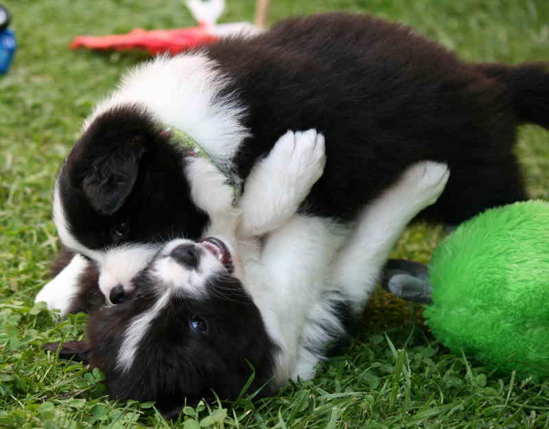 Believe und Bamboozler