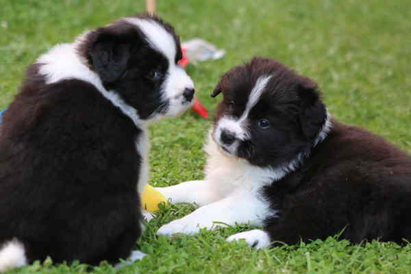 Believe und Bamboozler 1