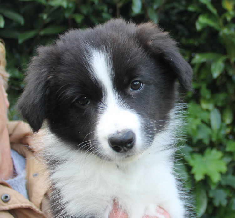 Deep Destiny Stine Start