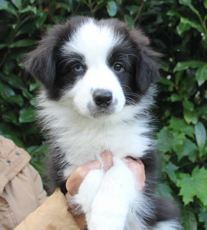 Delightful Nala Luna 1