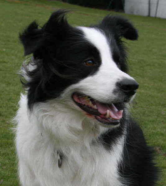 Flani Kopf gro HP toll 1