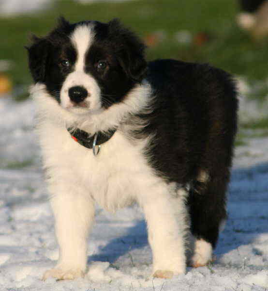 Little Moon 7 Wo  toll 4