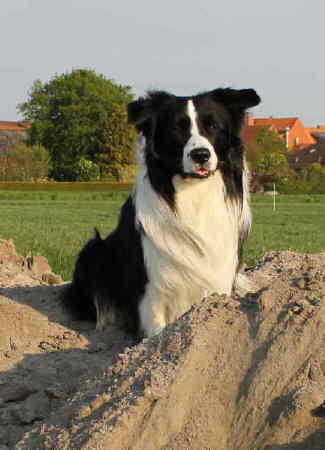 Moony klein 1 Unsere Hunde