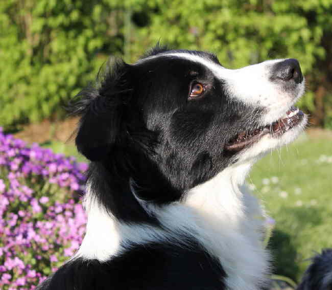 Renya Kopf toll 1 HP