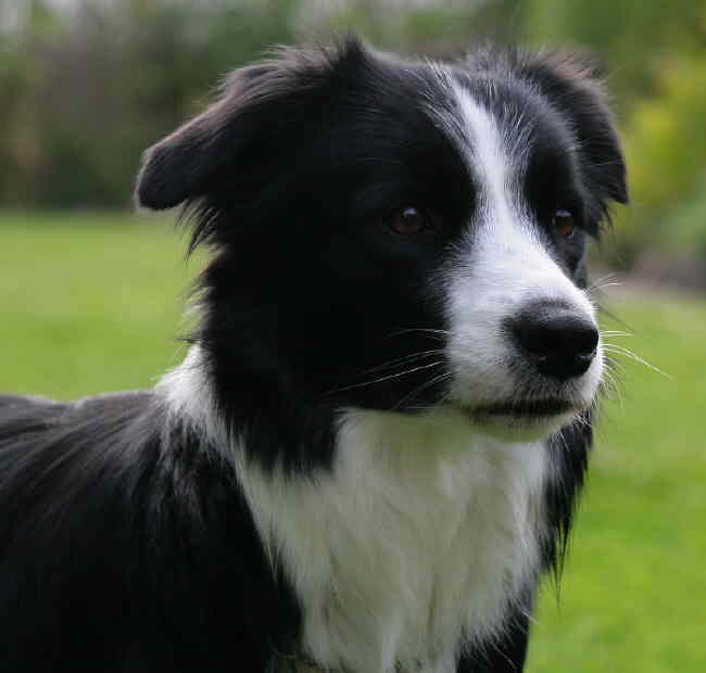 Renya Kopf toll 6 klein