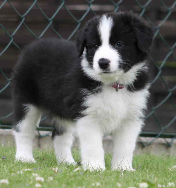 Renya Stand 5 Wo toll 1