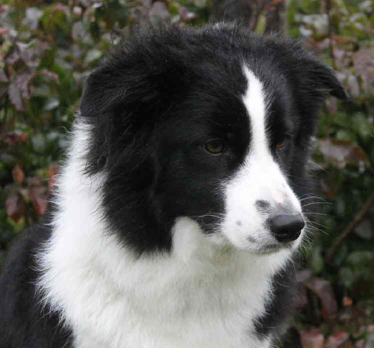 Summer Kopf 2 HP klein