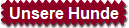 Unsere Hunde